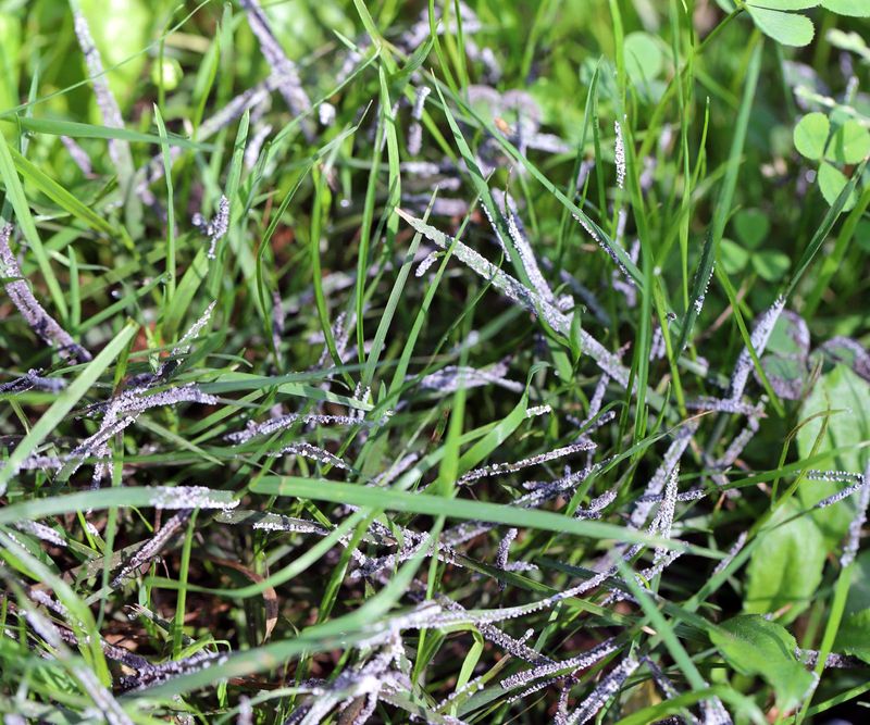 New York Lawns Battle Fall Fungus Before The Freeze
