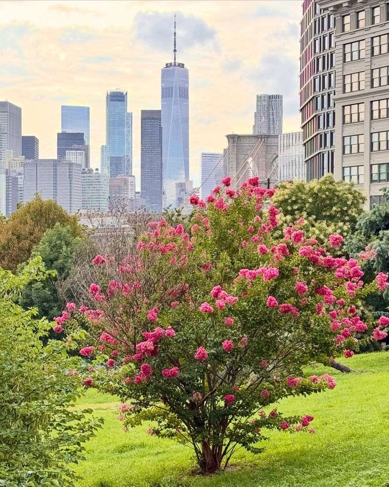 New York Sits On The Edge Of Crape Myrtle Country