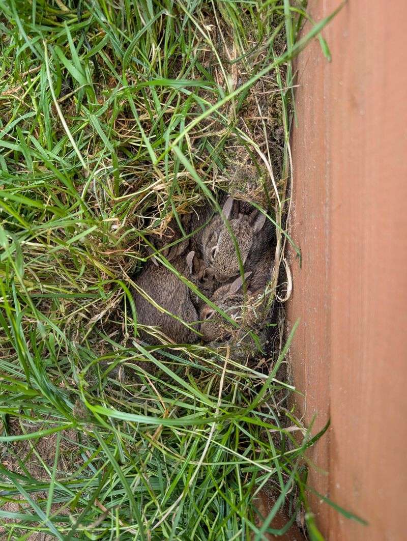 Newborn Small Mammals In Ground Nests Can Be Harmed Newborn Small Mammals In Ground Nests Can Be Harmed