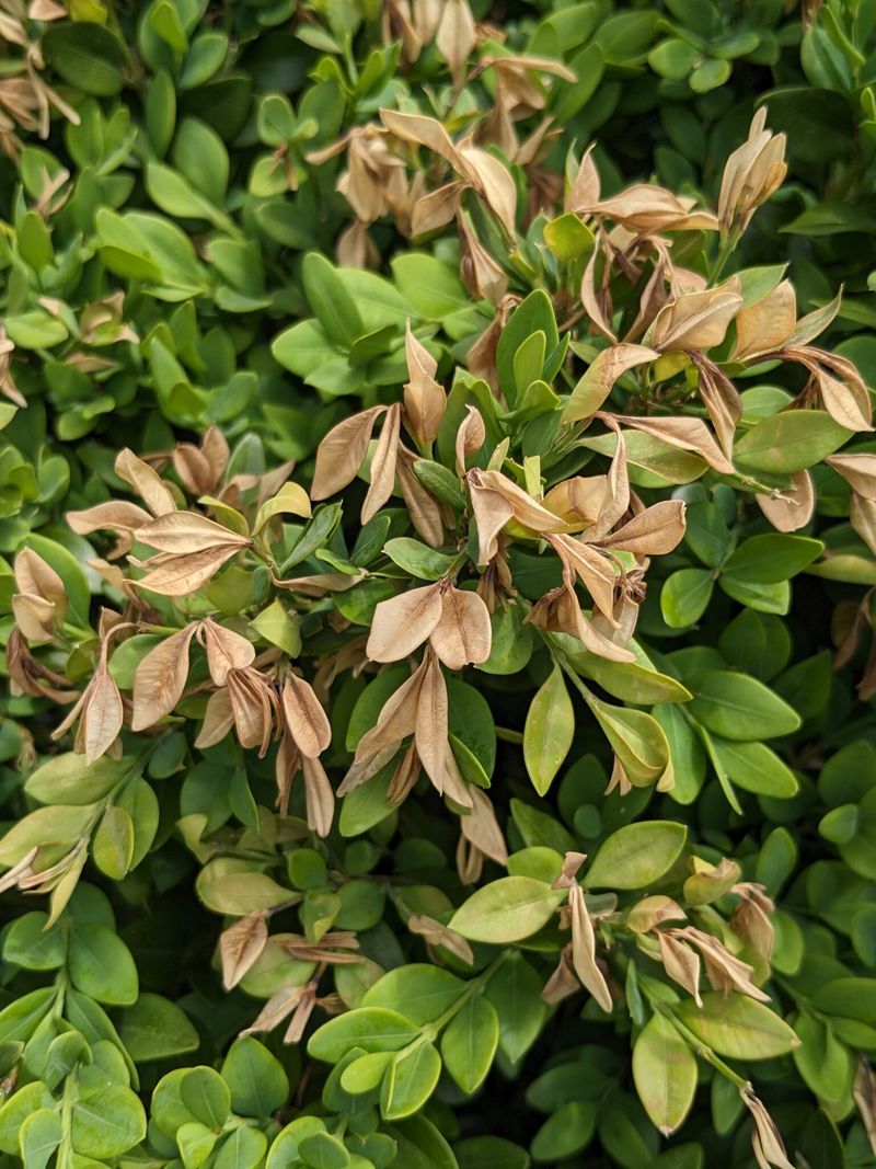 Newly Planted Boxwoods Are Most At Risk Their First Winter Newly Planted Boxwoods Are Most At Risk Their First Winter