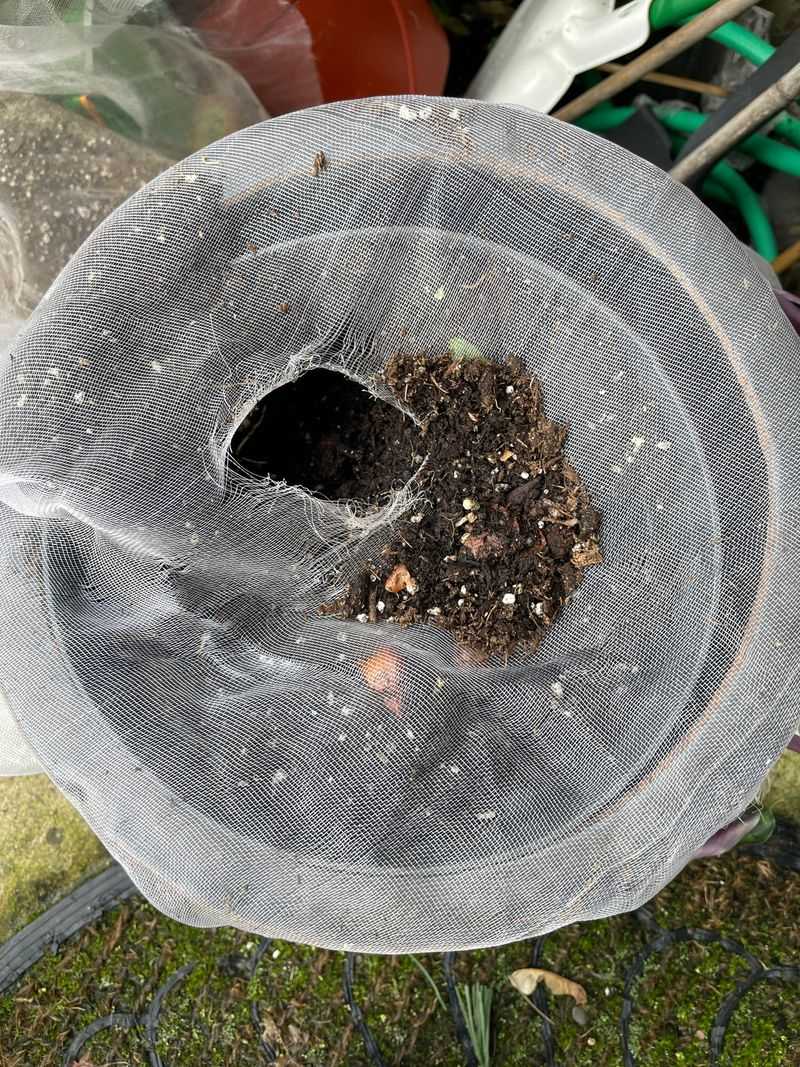 Newly Planted Bulbs May Get Dug Up And Eaten Newly Planted Bulbs May Get Dug Up And Eaten