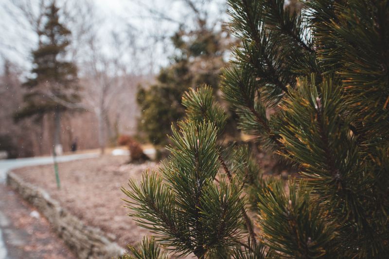 Newly Planted Evergreens Need Extra Water Before Winter