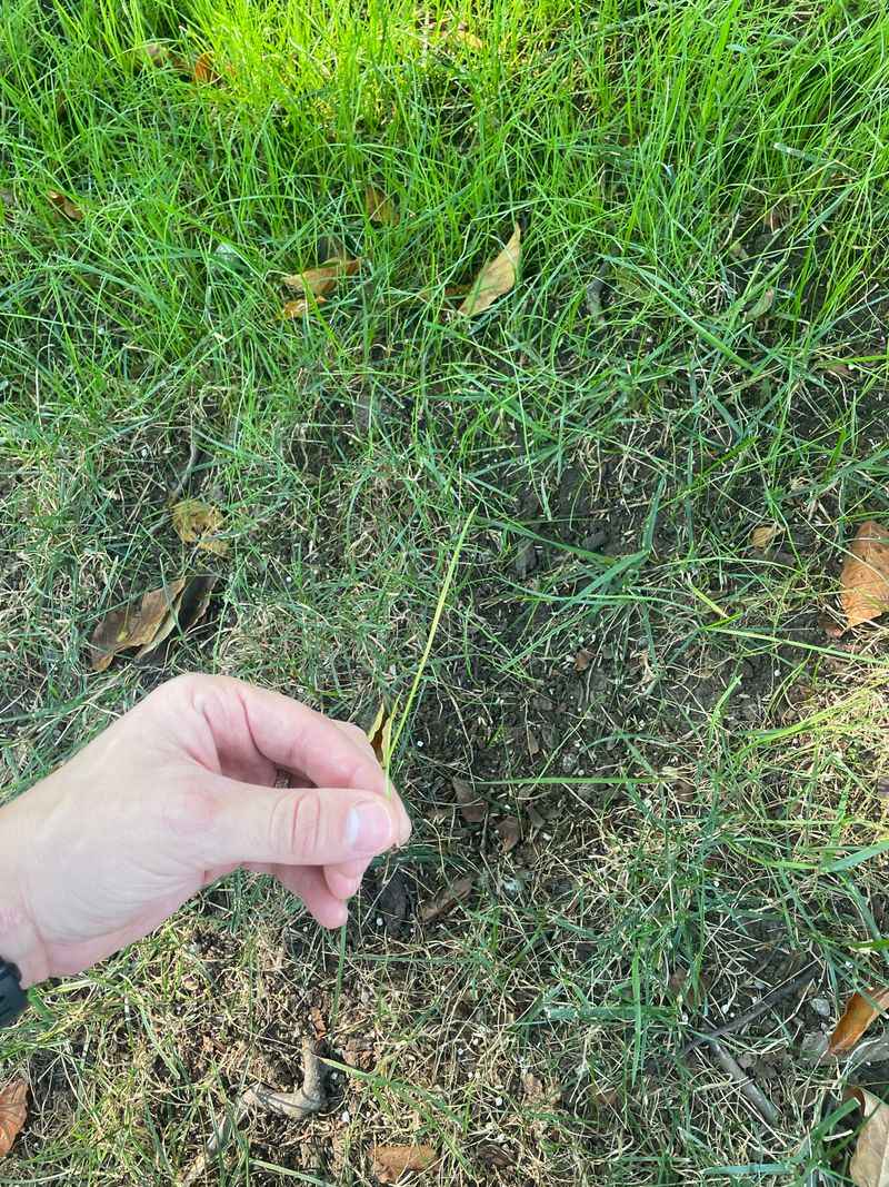 Newly Seeded Lawns Need A Careful First Cut