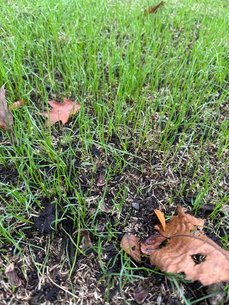 Newly Seeded Lawns Need A Careful First Cut Newly Seeded Lawns Need A Careful First Cut