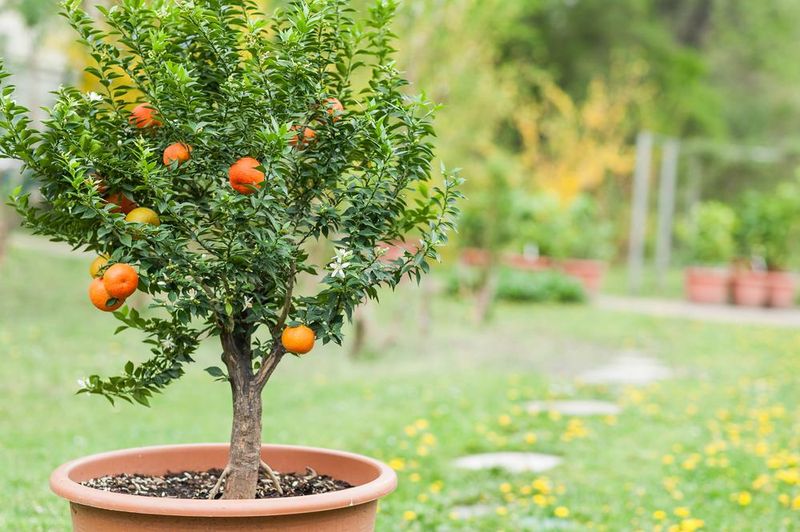 Newly planted trees have a limited exception