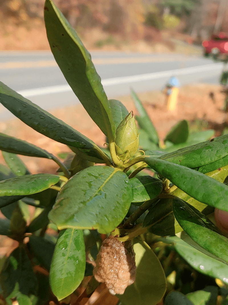 Next Spring’s Flower Buds Are Already Set
