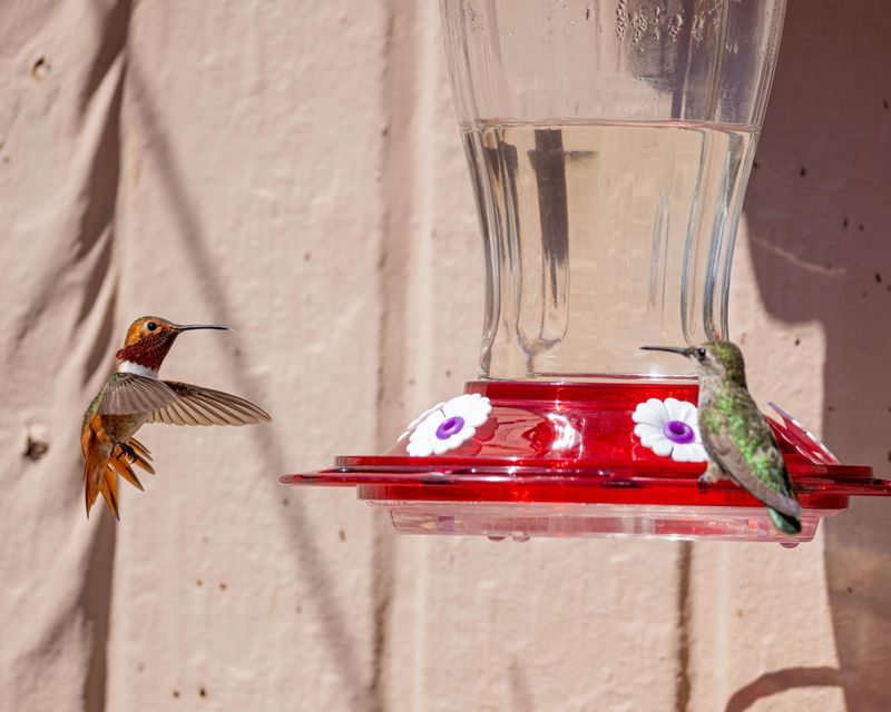 Next To Another Feeder A Bully Can Guard Next To Another Feeder A Bully Can Guard