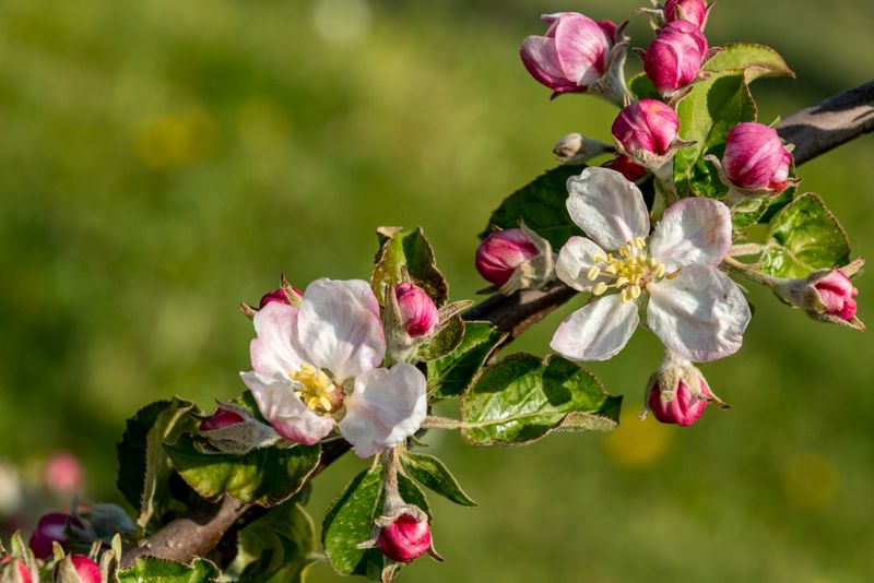 Next Year's Flower Buds Are Already Formed Next Year's Flower Buds Are Already Formed