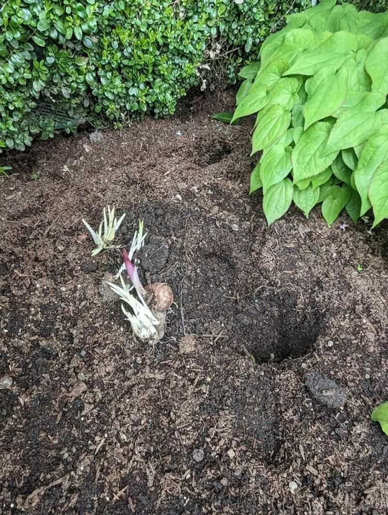 Nibbled Bulbs Missing From The Flowerbeds