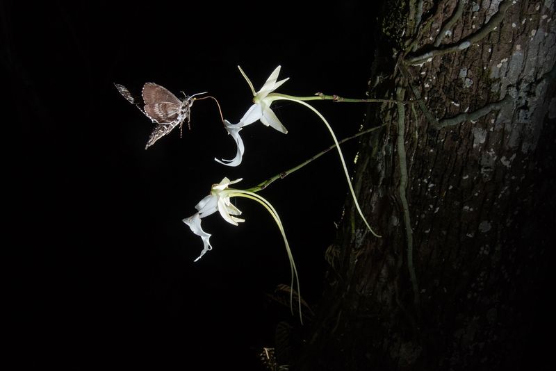 Night-Flying Sphinx Moths Pollinate It