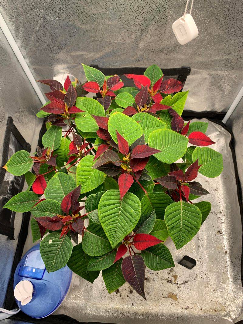Night Light After October 1 Can Throw Off Blooming