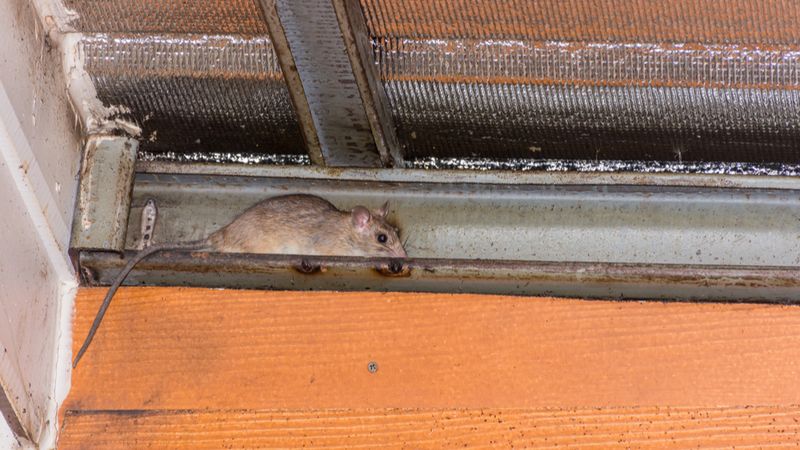 Night Noises Come From Roofs And Walls Night Noises Come From Roofs And Walls