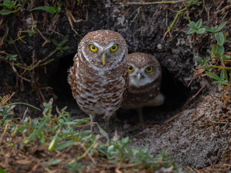 Nighttime Hoots Often Pick Up As The Weather Cools