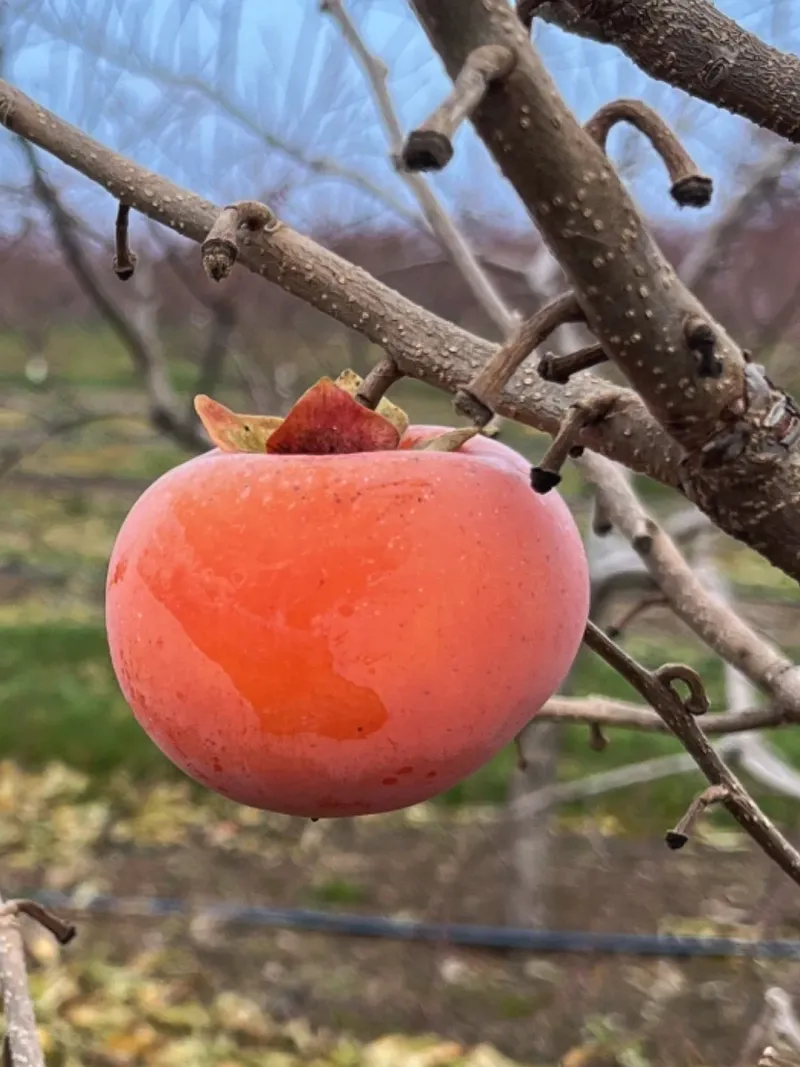 Nikita's Gift Persimmon