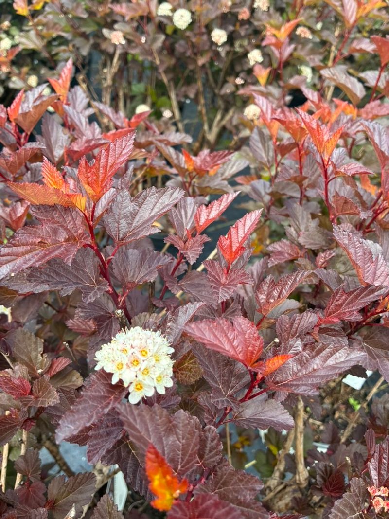 Ninebark Brings Bold Color Without The Fuss Ninebark Brings Bold Color Without The Fuss