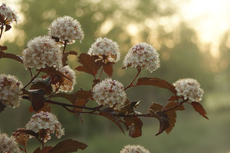 Ninebark Brings Color And Grit