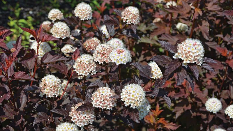 Ninebark Gives You A Tidy Hedge Without The Barberry Worries