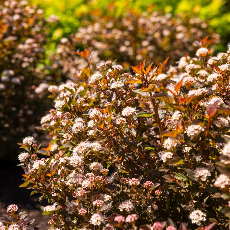 Ninebark Ninebark
