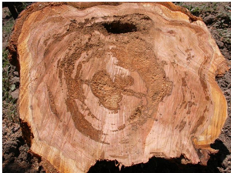 No Bark Holes Makes It Easy To Miss No Bark Holes Makes It Easy To Miss