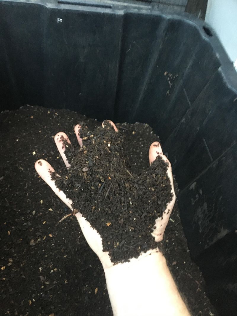 No Fresh Food Scraps Remain Visible
