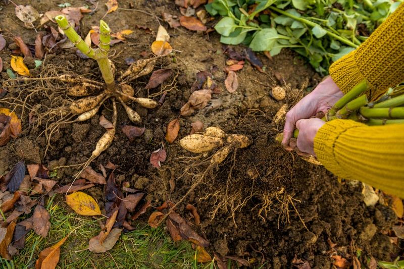 No Hard Frost By Early November? Dig Anyway No Hard Frost By Early November? Dig Anyway