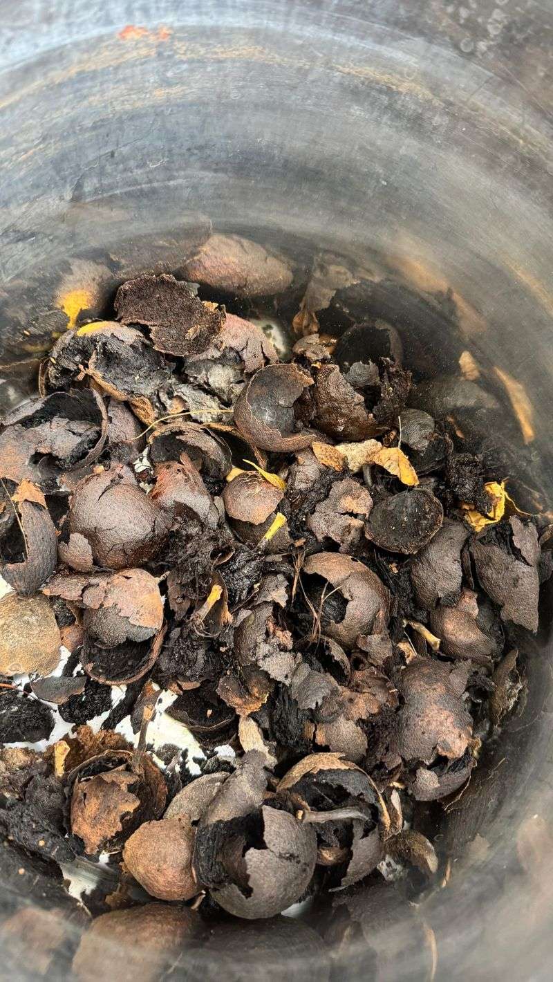 No Mordant Needed, Thanks To Natural Tannins