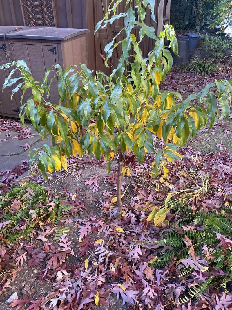 No More Fertilizer So New Growth Can Harden Off