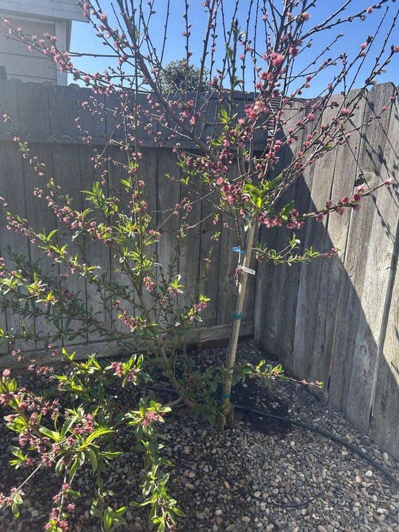 No Pruning Until Spring