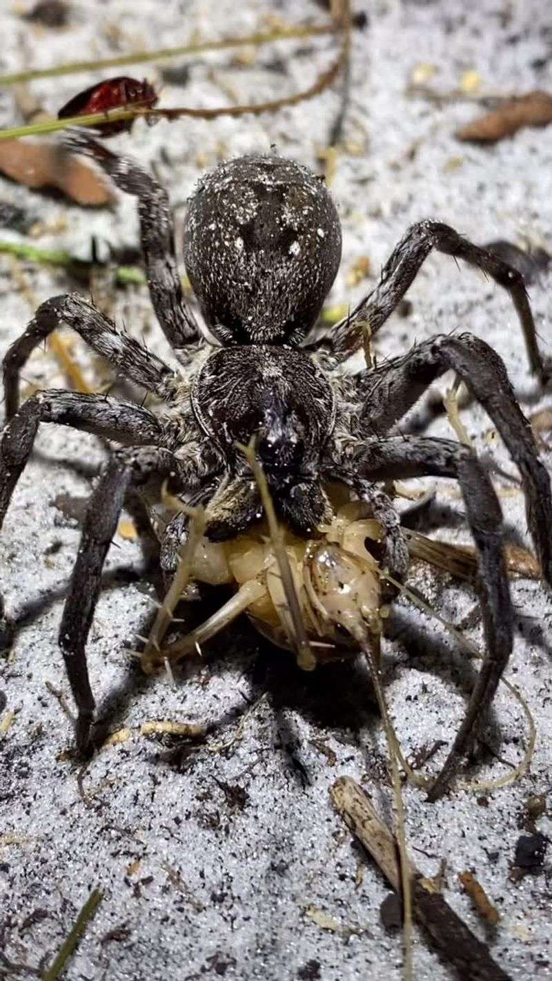 No Web Needed To Catch Prey
