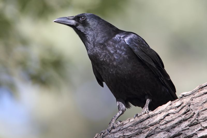 Non-Lethal Tools That Move A Roost Along 