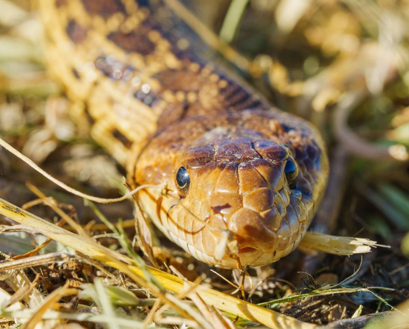 Non-Venomous Lookalikes That Share Alabama Yards Non-Venomous Lookalikes That Share Alabama Yards