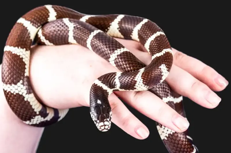 Nonvenomous does not mean safe to handle