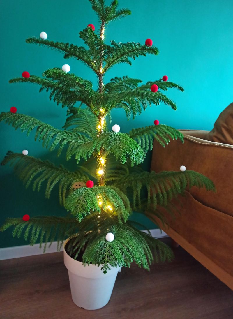 Norfolk Island Pine Makes A Living Christmas Tree Norfolk Island Pine Makes A Living Christmas Tree