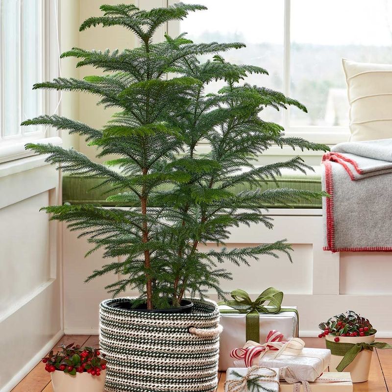 Norfolk Island Pine Makes A Living Tabletop Tree