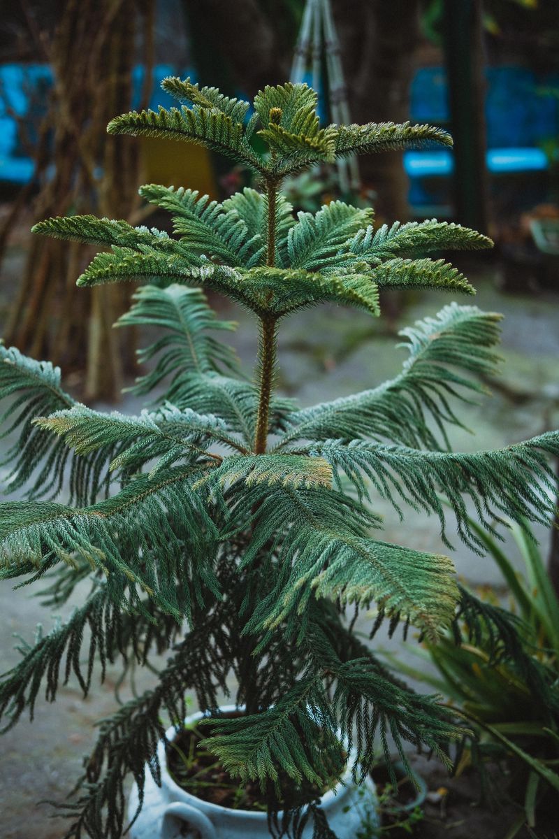 Norfolk Island Pine, The Tabletop Tree For Tiny Apartments Norfolk Island Pine, The Tabletop Tree For Tiny Apartments