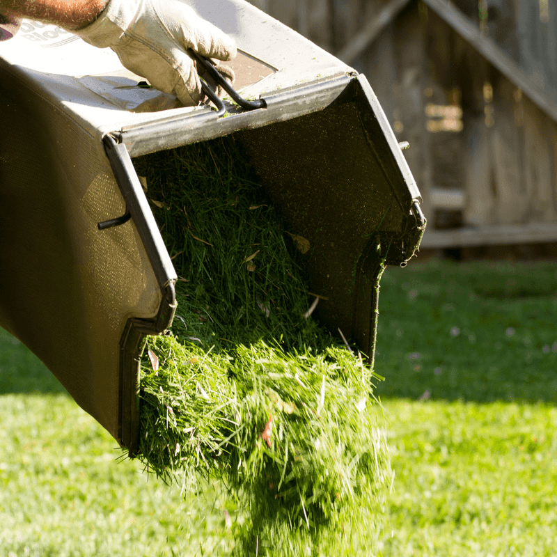 North Carolina Clippings Carry Real Fertilizer Value North Carolina Clippings Carry Real Fertilizer Value