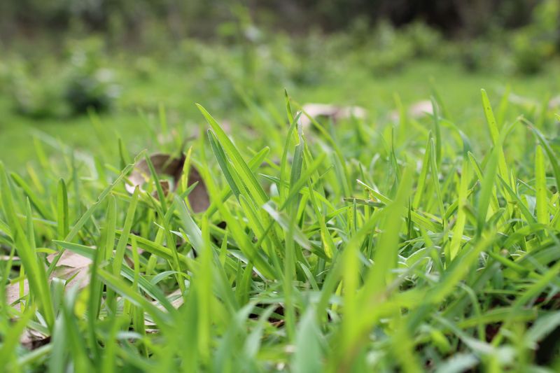 North Florida’s Lawn Fertilizer Window Already Closed