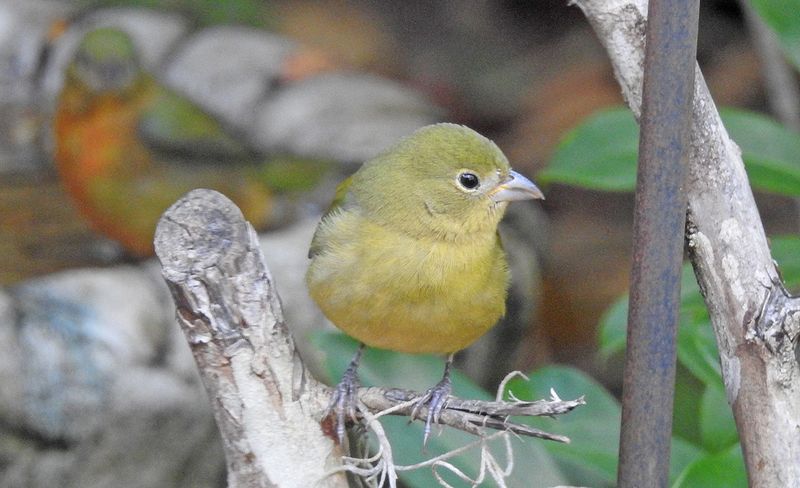 Northeast Florida's Coast Has Its Own Breeding Population Northeast Florida's Coast Has Its Own Breeding Population