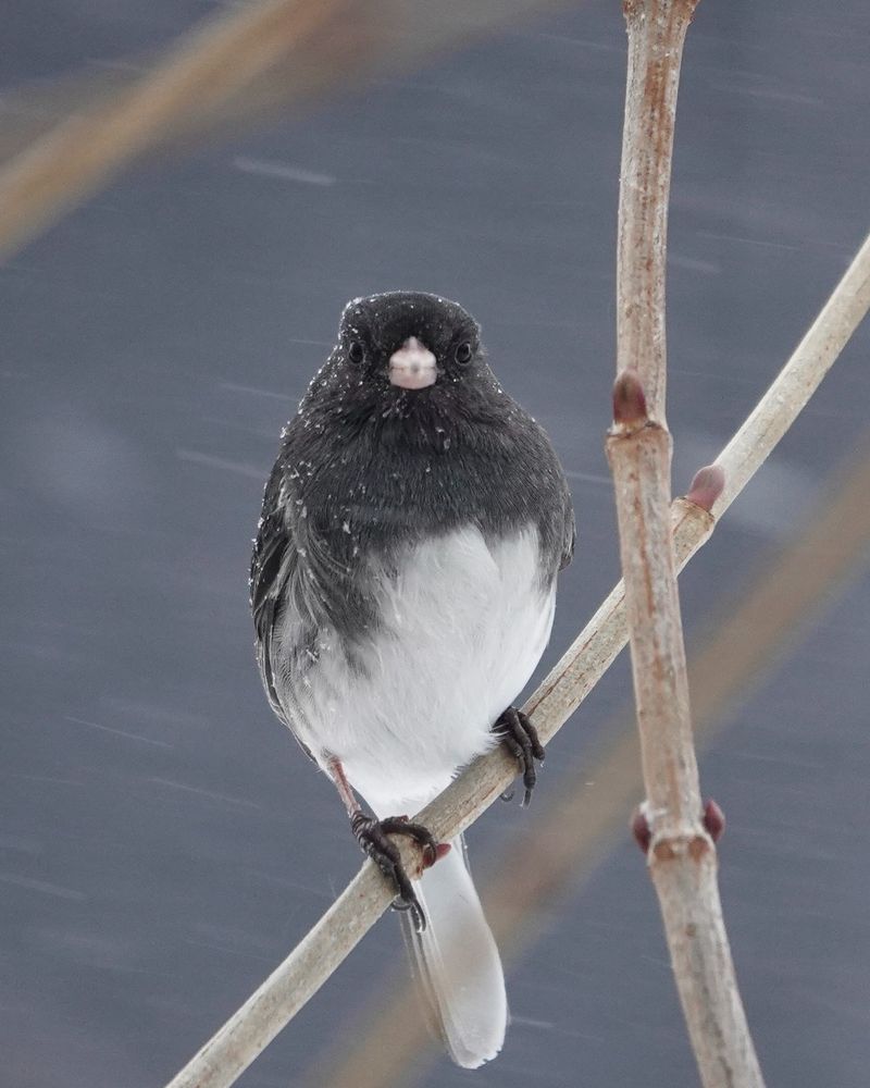 Northern Birds Are Arriving For Winter Northern Birds Are Arriving For Winter