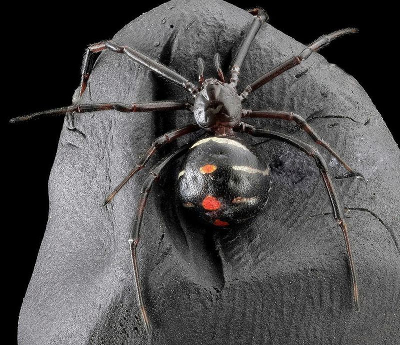Northern Black Widow, Hiding In Woodpiles And Sheds Northern Black Widow, Hiding In Woodpiles And Sheds