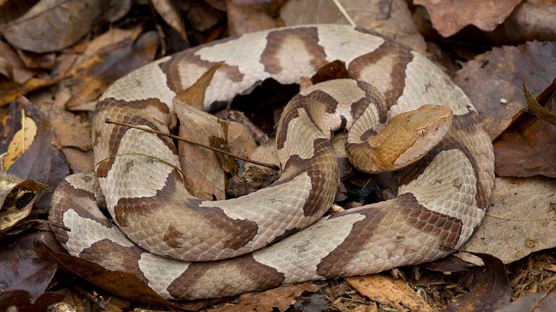 Northern Copperhead, The Most Common Of The Three Northern Copperhead, The Most Common Of The Three