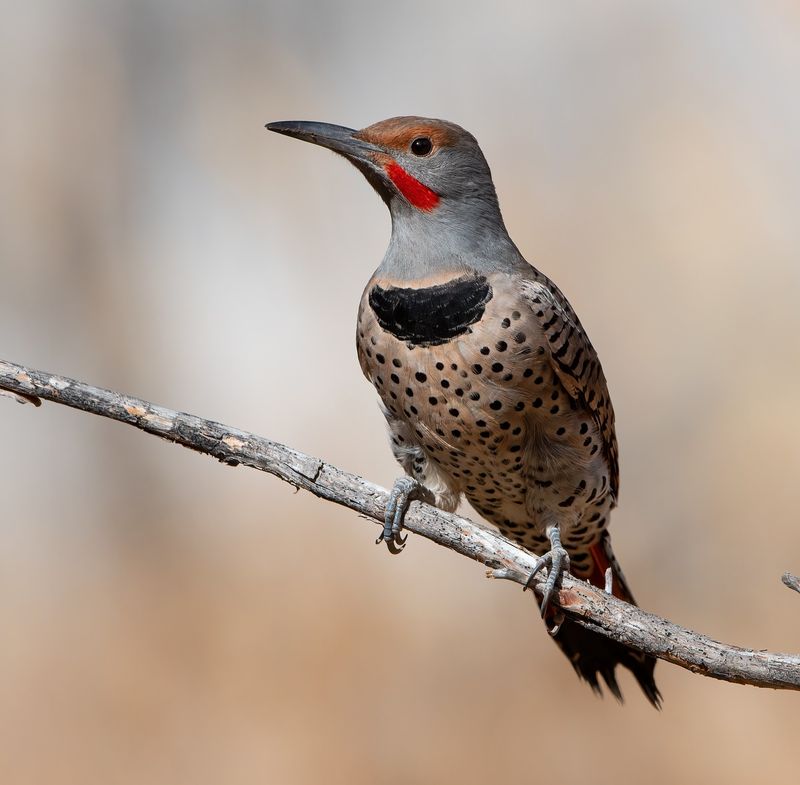 Northern Flicker Northern Flicker