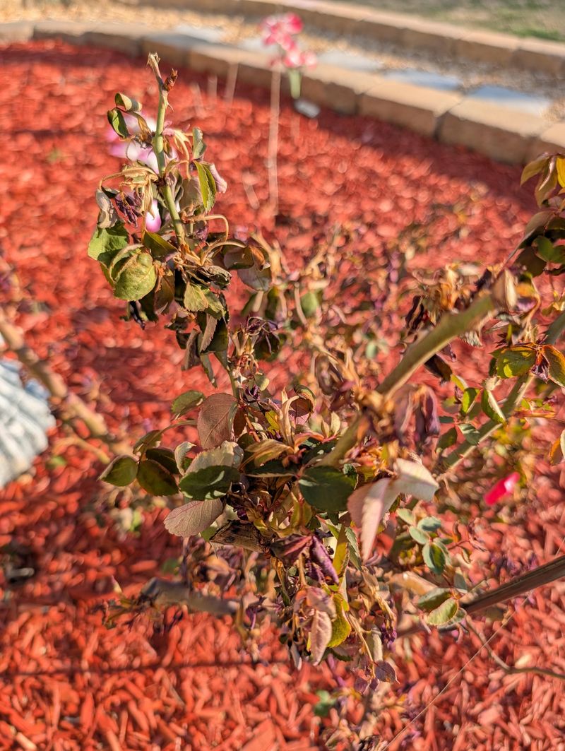 Northern Gardens Need Extra Caution As Frost Approaches