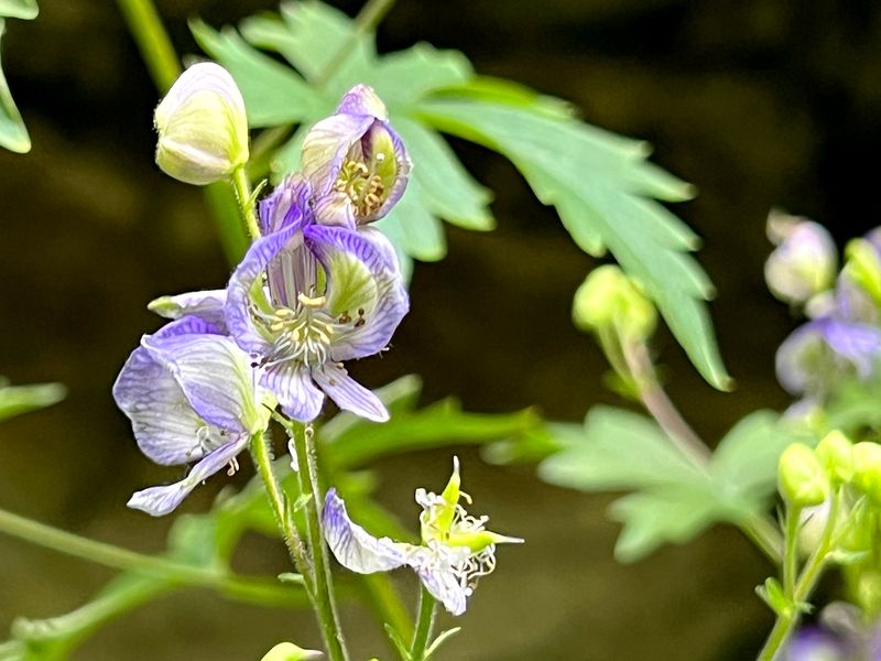 Northern Monkshood Northern Monkshood