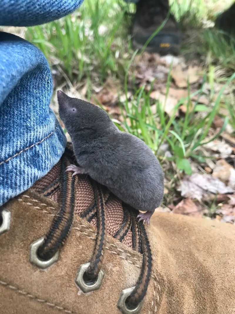 Northern Short-Tailed Shrew, A Venomous Mammal Northern Short-Tailed Shrew, A Venomous Mammal