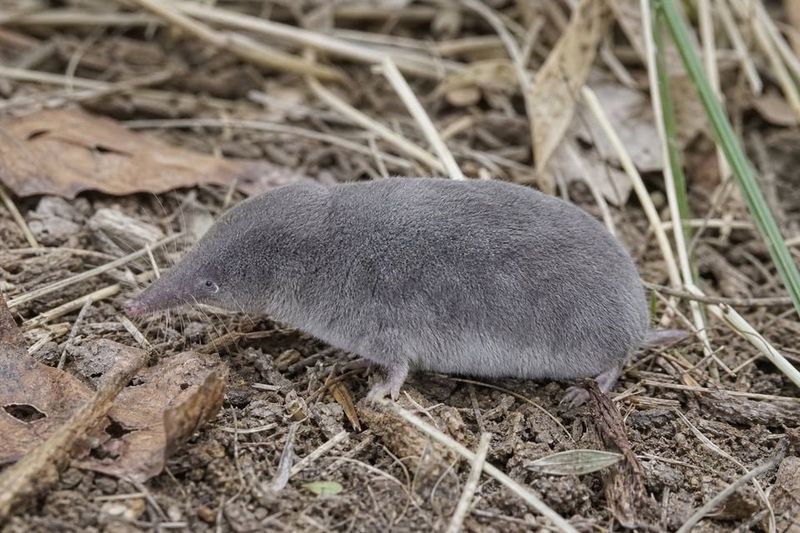 Northern Short-Tailed Shrews Under Leaf Litter