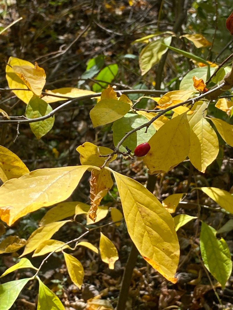 Northern Spicebush Northern Spicebush