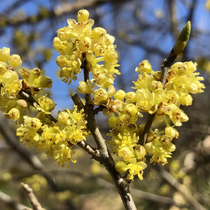 Northern Spicebush Northern Spicebush