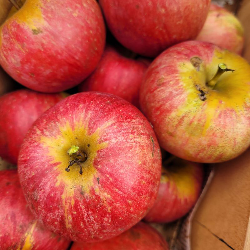 Northern Spy Apples Carry Old New York History Northern Spy Apples Carry Old New York History