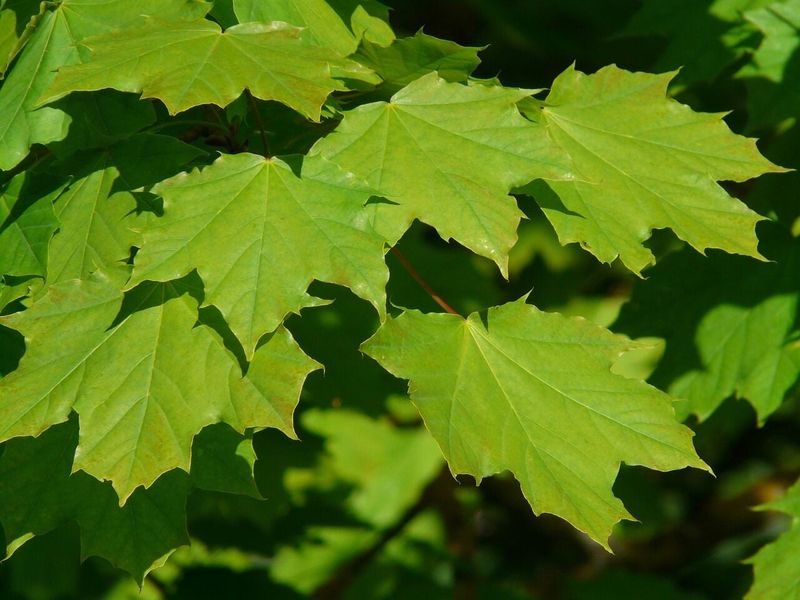 Norway Maple Opens The Restricted List Norway Maple Opens The Restricted List